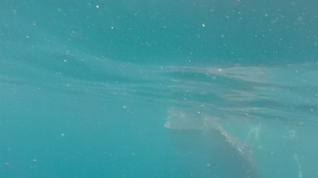 whale shark gif smaller
