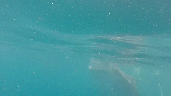 whale shark gif smaller