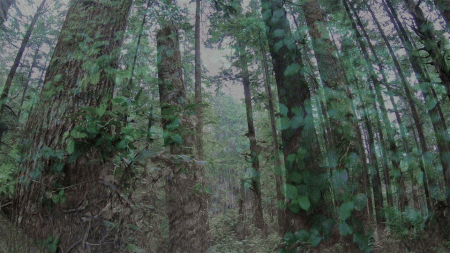 Forest to Third Beach GIF by Greg Bem
