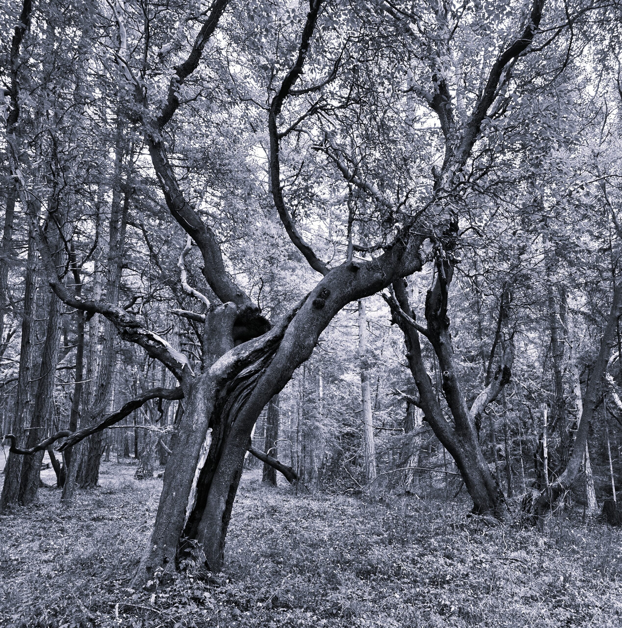 Talus Field - SJI Sessions - Cover Art